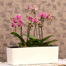 Load image into Gallery viewer, Maple - Indoor Self-Watering Flower Planter