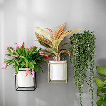Load image into Gallery viewer, Fenella - Metal Frame Modern Planter
